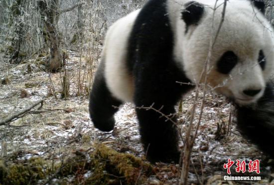 All 340 wild pandas in quake area unharmed