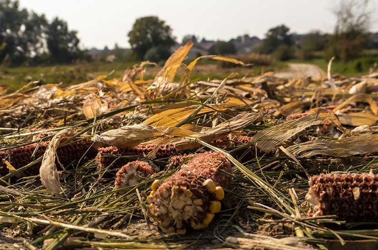 Leaving crop residues to rot could be an unexpected boon for climate mitigation