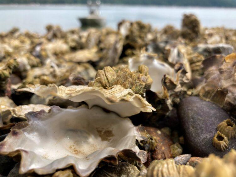 2021 heat wave created ‘perfect storm’ for shellfish die-off