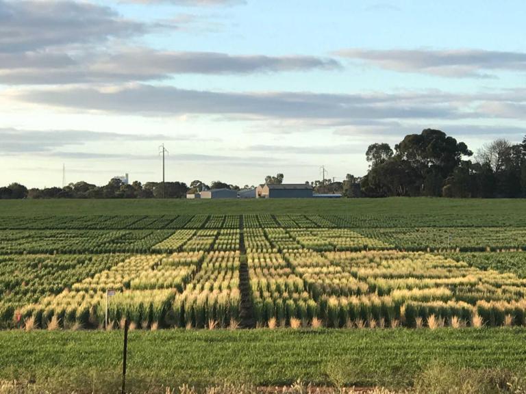Minimising impact of frost-bite on Aussie crops