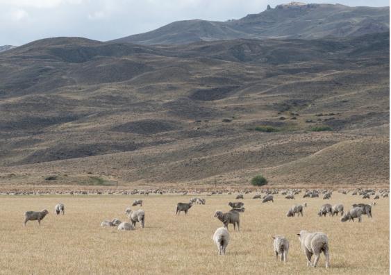Overgrazing is threatening global drylands, study finds