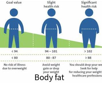 Online testing of body fat based on height and hip circumference